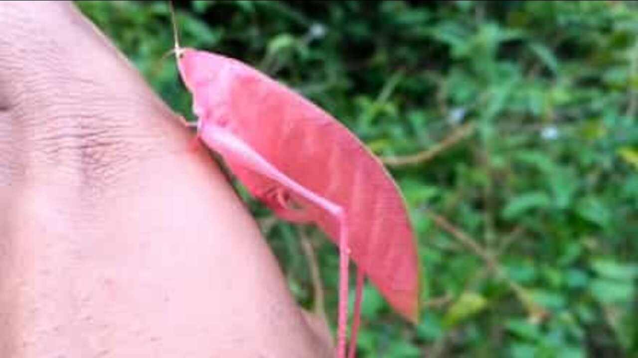 Avez-vous déjà vu un criquet rose?