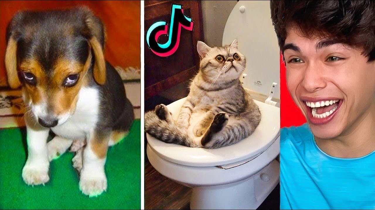 Funny Pets Try Not To Laugh To These Pets Compilation Part 1