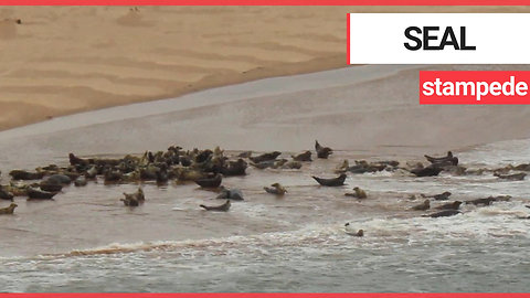 This shocking footage shows a stampede of seal