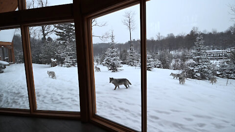 DORMEZ EN PLEIN CŒUR DU PARC OMÉGA PARMI UNE MEUTE DE LOUPS!