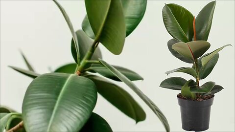Rubber Plants Care, How to keep your Ficus Elastica healthy?