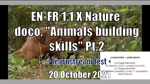 EN-FR 1.1 X Nature doco, "Animals building skills" Pt.2 | learnstream_TEST | 20 October 2021
