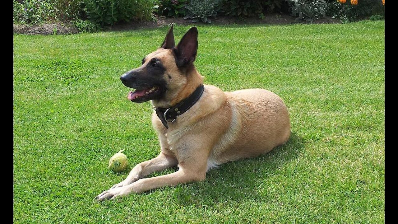 Belgian Malinois | Dog Training