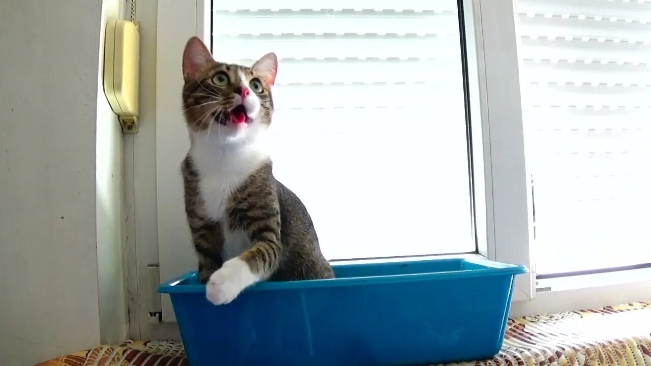 Cute Kitten Plays from a Basin