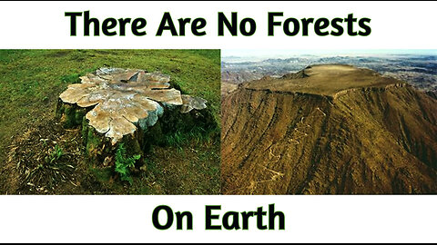 There Are No Forests On Earth - Ancient Trees