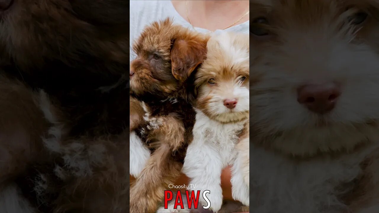 🐶 #PAWS - Nurturing Love: Puppies Basking in the Sun, Nestled in Gentle Hands 🐾