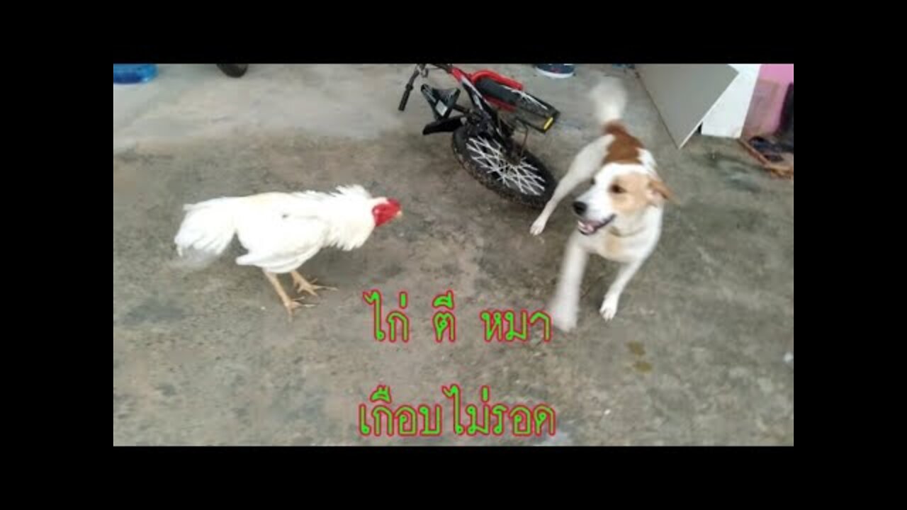 ไอ้บุญรอด(ไก่) ตี จ้าวไม้(หมา