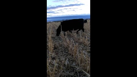 Cows grazing cornstalks.