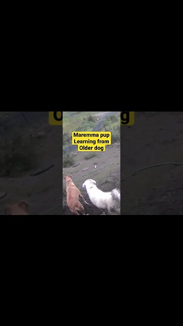Farm camera monitoring dogs