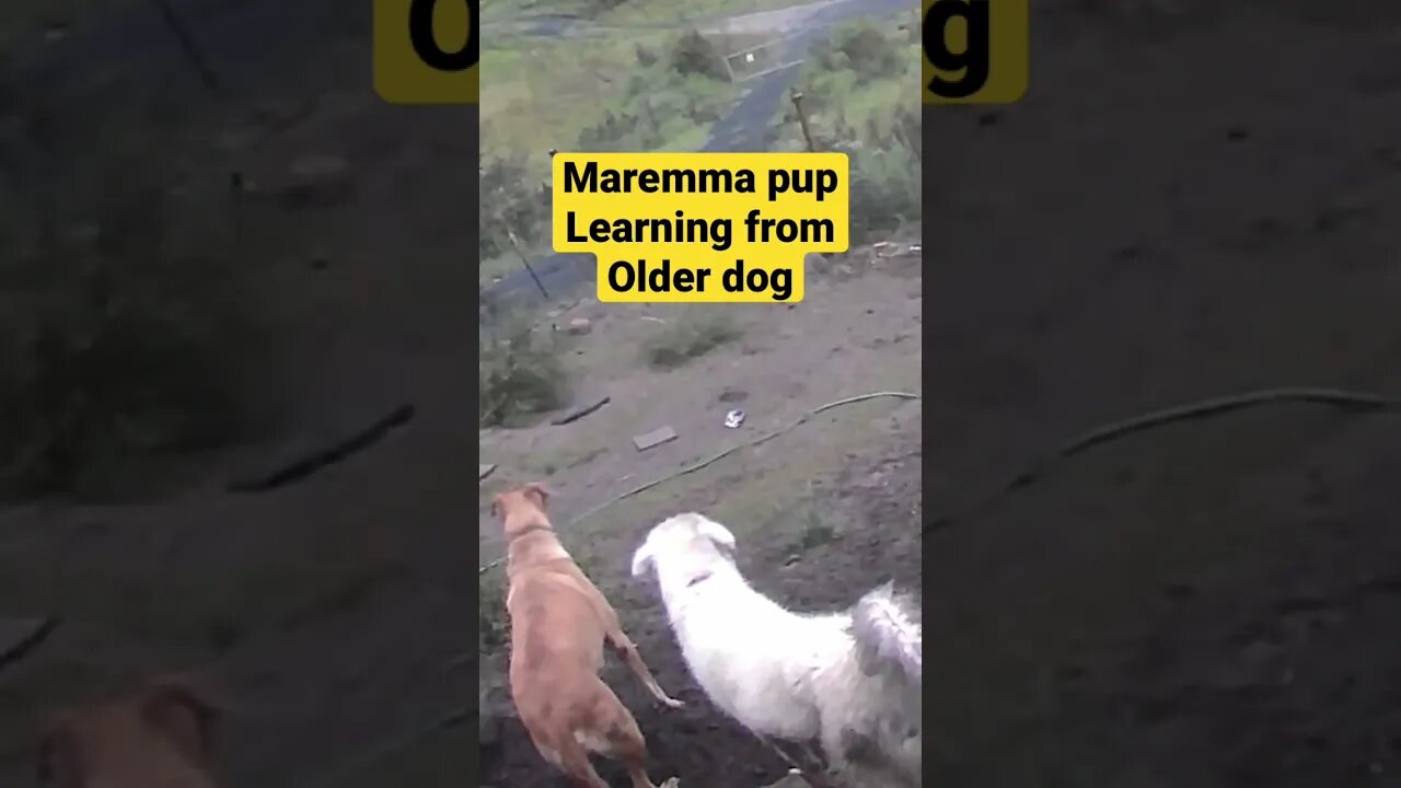 Farm camera monitoring dogs