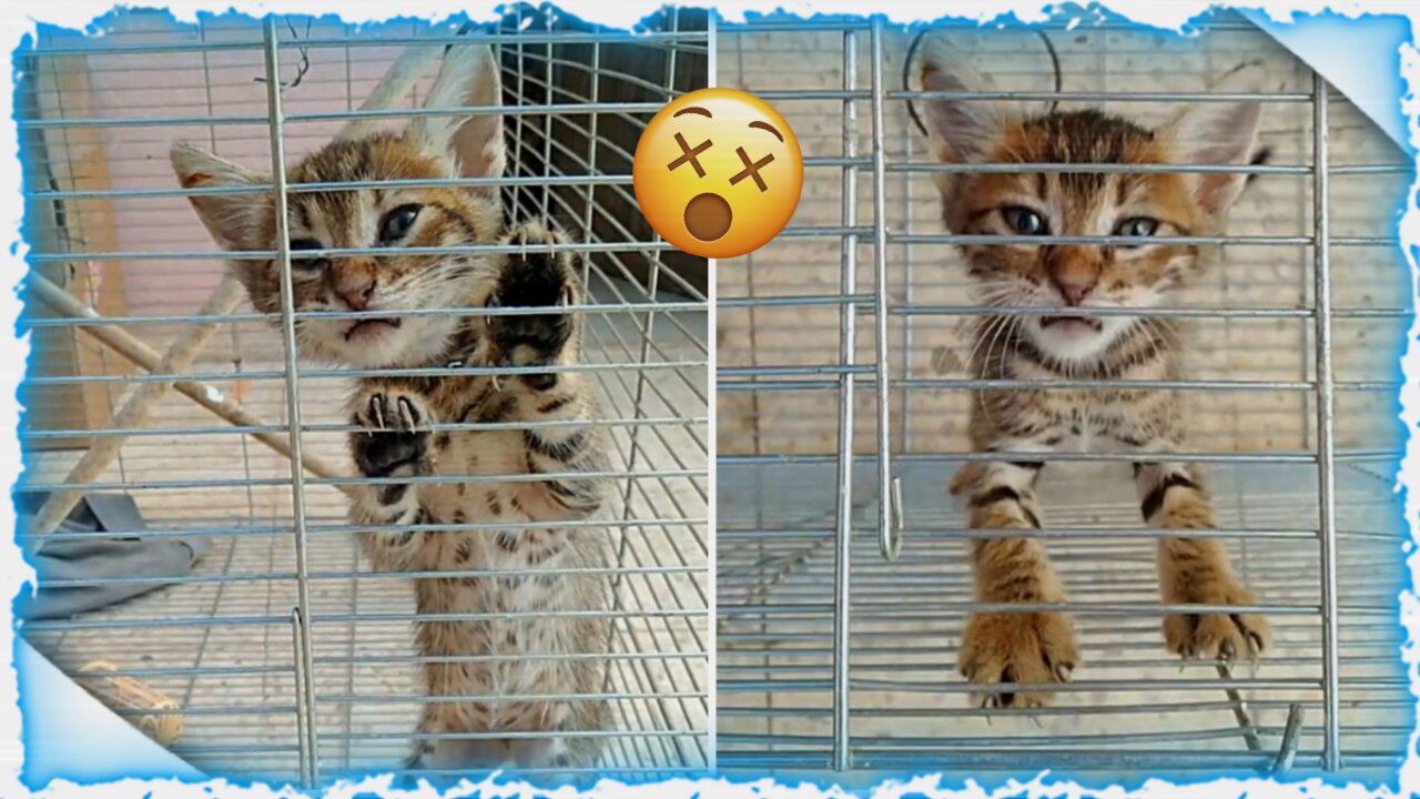 The Cat is Screaming Because He is Trapped in a Cage | Must Watch this Video 🙀🙀