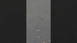 walk 🚶‍♂️ to the Pond at the Farm 🌳 🚜, Tadpoles!!