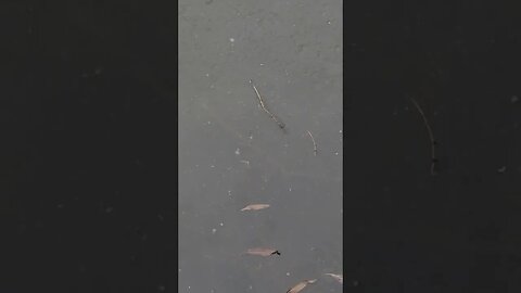 walk 🚶‍♂️ to the Pond at the Farm 🌳 🚜, Tadpoles!!