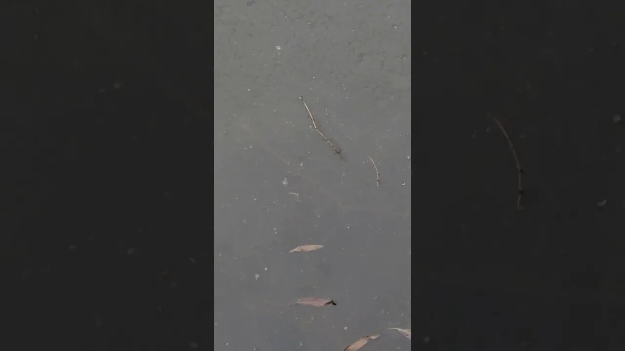 walk πΆββοΈ to the Pond at the Farm π³ π, Tadpoles!!