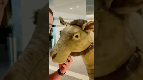 20+ HOURS STUCK at HAMAD INTERNATIONAL Doha Airport Qatar - 4K - MUST SEE TALKING CAMEL