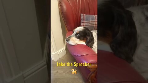 Jake, the Sprocker Spaniel - Doggy Sitting Time! 🐶