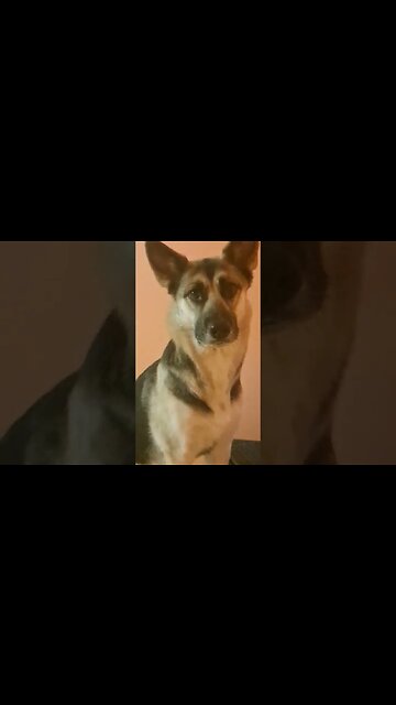 My Dog Is Starvin Marvin