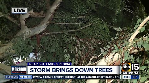 Tree struck by lightning falls in Glendale