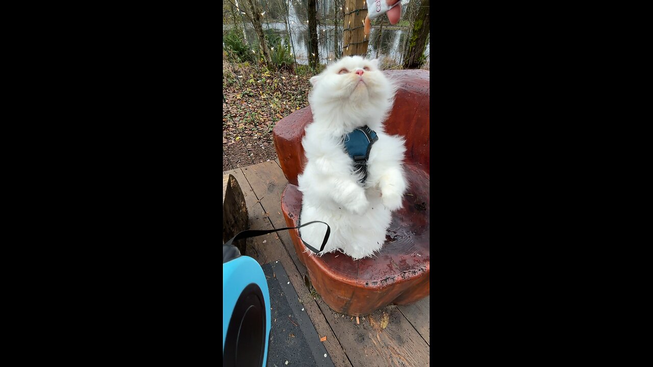 Mr.Floofington Sits Pretty