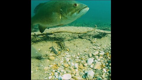 smallmouth beds