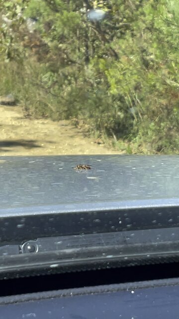 Wasps hanging with us