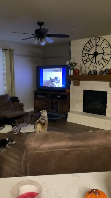 Doggy tv