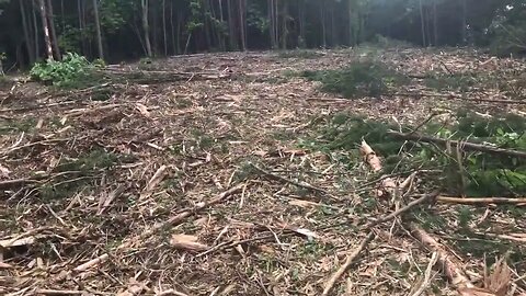 Before and after forestry mulch clearing