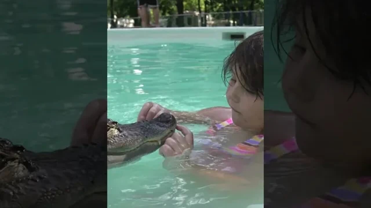 Wally The Alligator Gives Hugs And Kisses To People