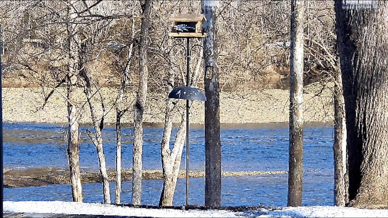 VERY BEAUTIFUL MORNING AT THE FEEDER