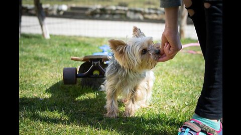 TOP 10 Essential Commands Every Dog Should Know