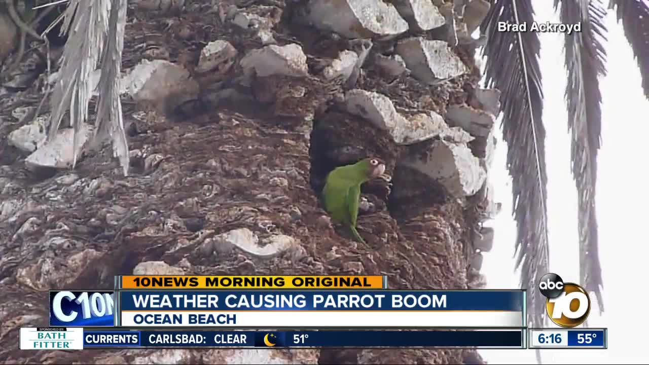 Wet weather is good news for baby parrots