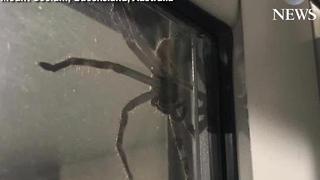 Massive spider 'Aragog' goes viral