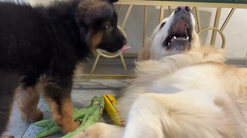 Golden Retriever doesn't want to share his toys with German Shepherd Puppy