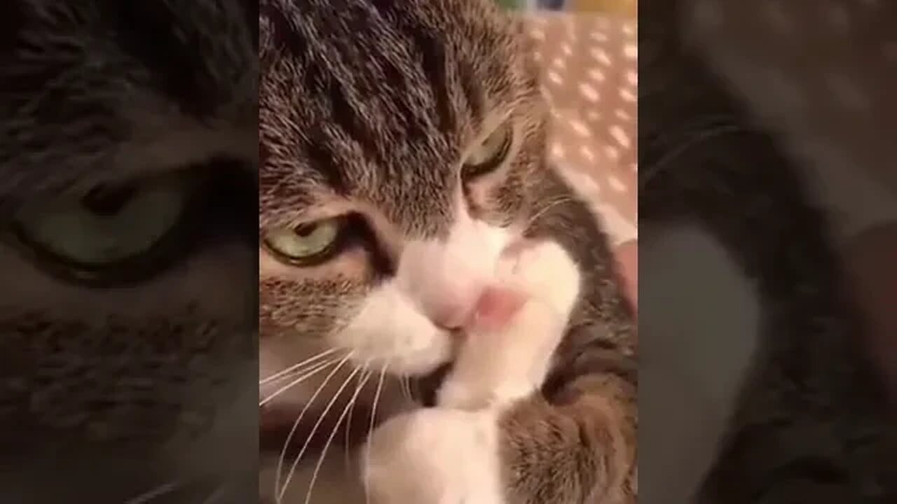 PLAYING CAT VIDEO MEAWWW