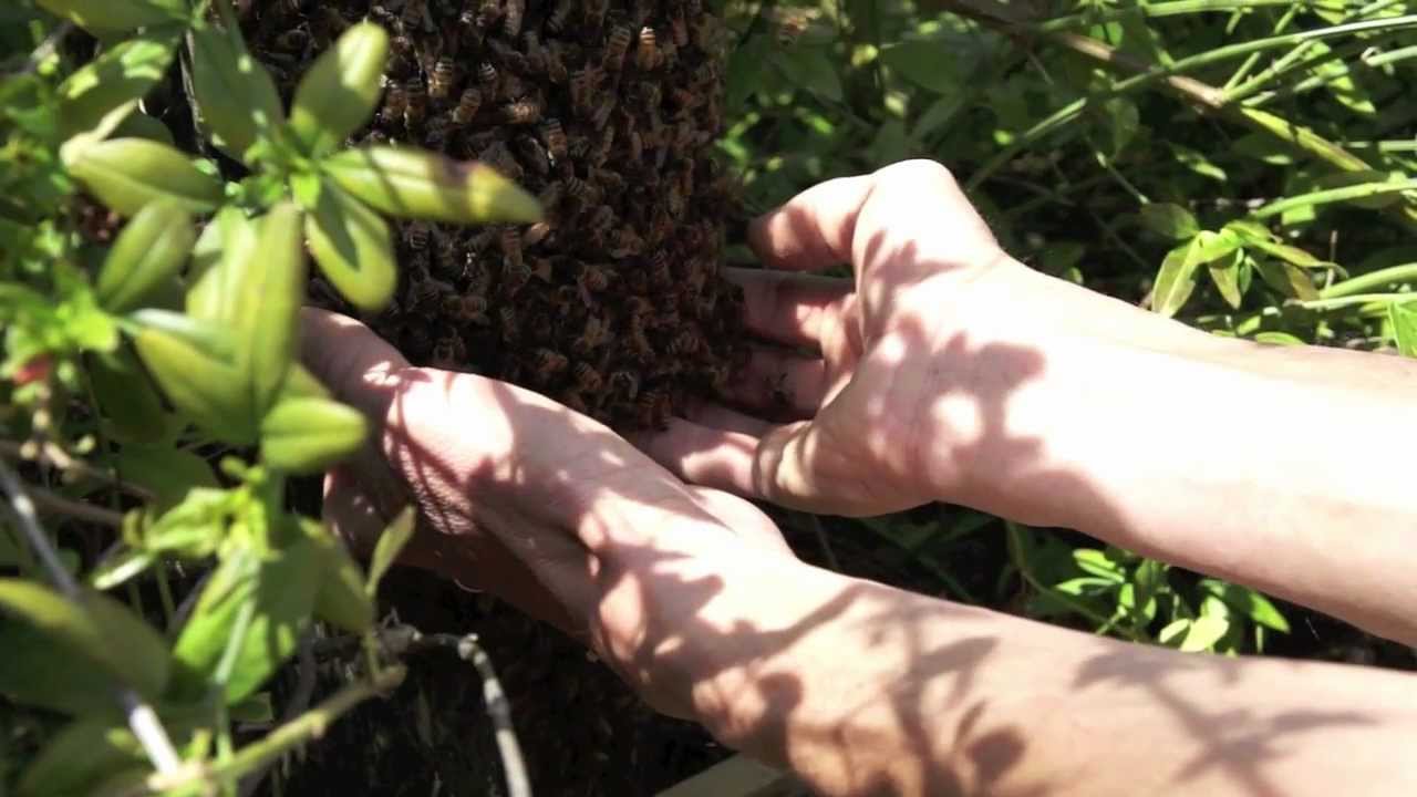 Moving a Honey Bee swarm with bare hands