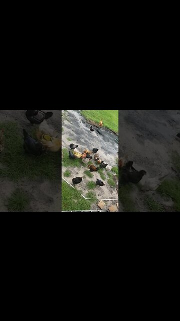 They Preen When They Can't Dust Bath Because It's Wet #chickens