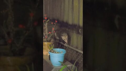 Backyard Possum Strolling on Fence #shorts #possum #possums