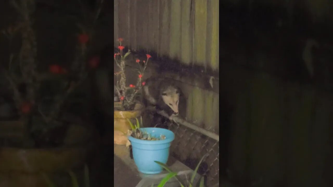 Backyard Possum Strolling on Fence #shorts #possum #possums