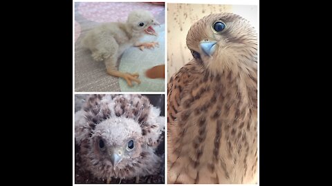 Baby kestrel survived 🦅