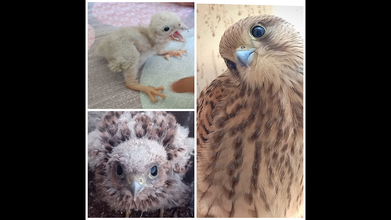 Baby kestrel survived 🦅