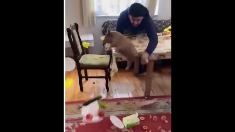 Little Pig Destroyed Family Dinner