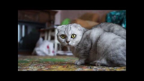 THE BEST FUNNY CAT VIDEOS OF THE WEEK 😸