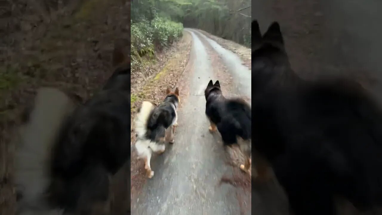 Do you know what time it is? It’s time to go for a walk. German Shepherd dogs.
