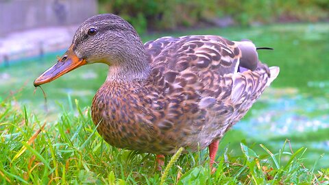 Mallard Duck Hen Searching for Oats at the End of the Moat Pond