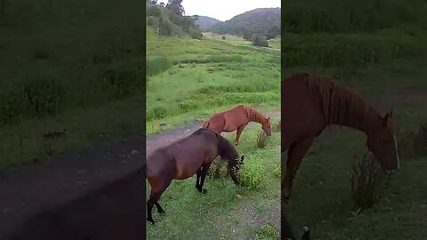 Farm Cam. Brumby watch