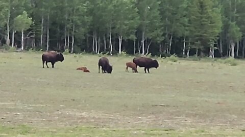 Bison at the North Rim of the Grand Canyon