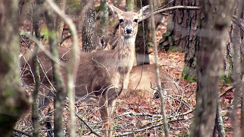Wildlife Filming in North Georgia