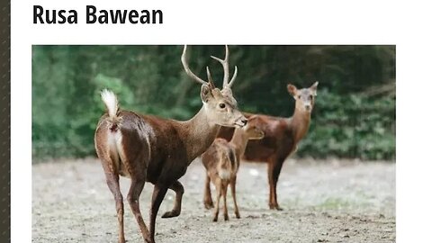 RUSA BAWEAN