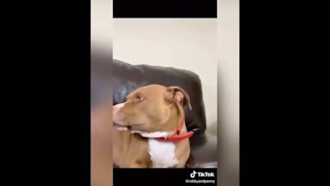 videos de lindos perros y mas lindos