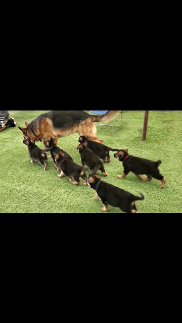 German Shepherd PUPPIES 8 weeks and DAD Play 2022
